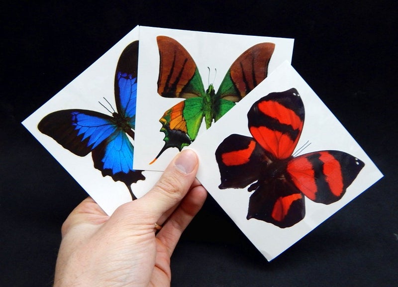 Butterfly Utopia Large Butterfly Temporary Tattoos by Butterfly Utopia (6 Sheets) - Image 4